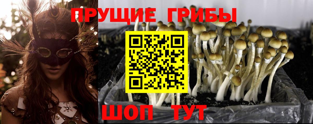 Екатеринбург  Галлюциногенные грибы Psilocybine cubensis  Вход с VPN  Псилоцибиновые грибы мицелий 